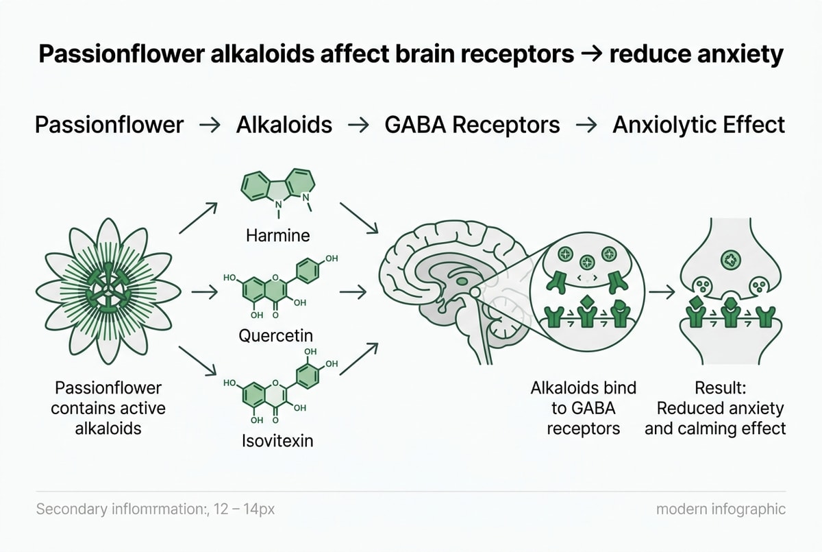 Diagram mechanizmu działania passiflory na receptory GABA w mózgu
